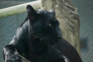 黒ひょう