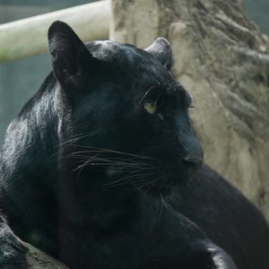 黒ひょう